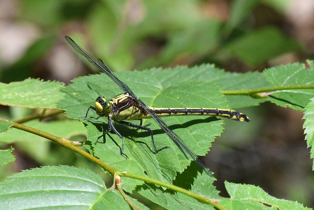 014 2017-07313211 Summer Star Wildlife Sanctuary, MA.JPG - Black-shouldered Spinyleg Dragonfly (Dromogomphus spinosus). Summer Star Wildlife Sanctuary, MA, 7-31-2017